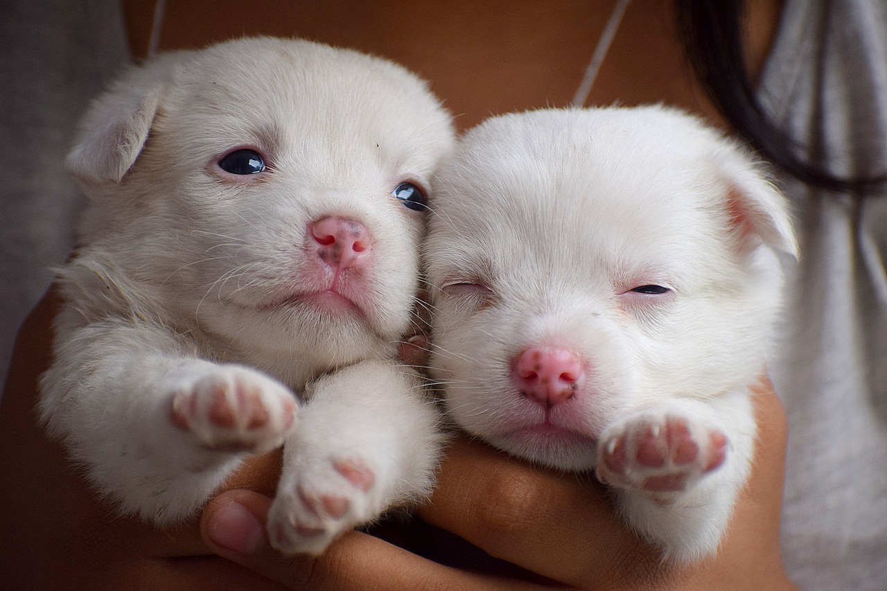 The Best Time to Start Grooming Your Puppy